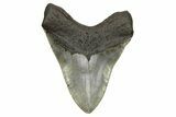Huge, Fossil Megalodon Tooth - North Carolina #261029-2